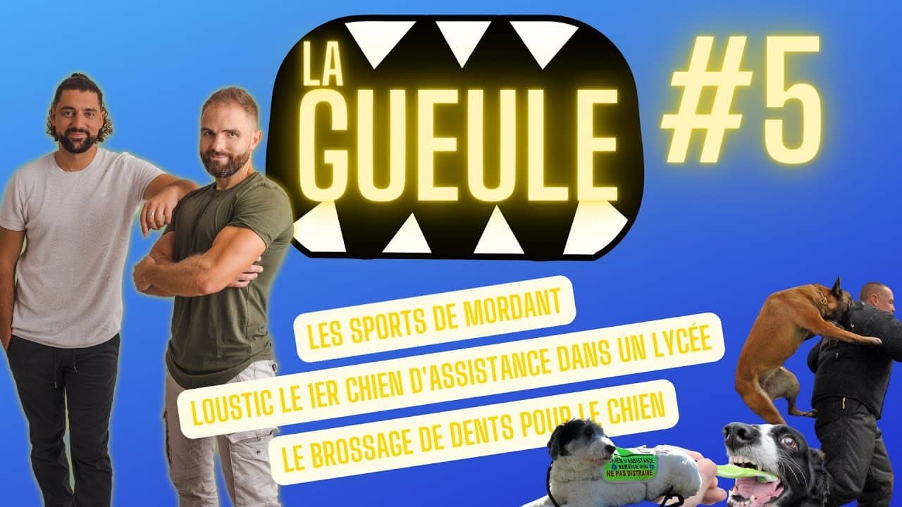La Gueule ! #5 Les sports de mordant – Brosser les dents de son chien