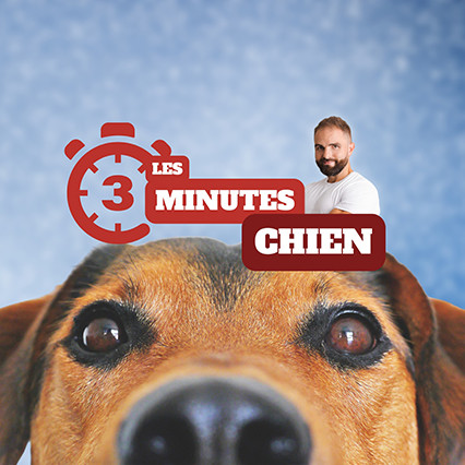 Punir son chien efficacement