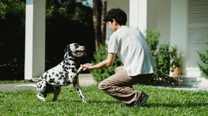 Les pires et les meilleurs conseils en éducation canine