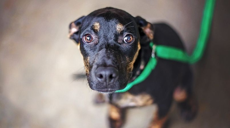 Comment différencier un chien peureux d’un chien timide ?