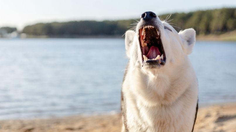 L’agressivité, un mal dont souffrent les chiens et leurs maîtres