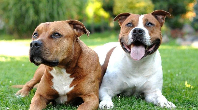 La loi sur les chiens catégorisés et les obligations à respecter