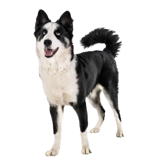 Le Laïka de Iakoutie, le chien venu du Grand Nord