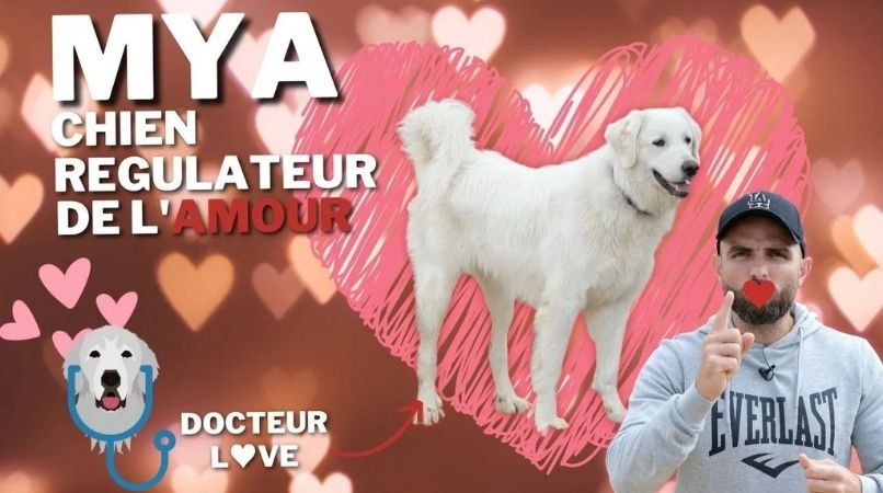 Mya, chien régulateur, est parfaite pour les chiens pas très rassurés !