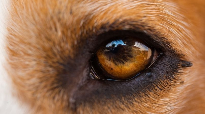 Peut-on regarder un chien dans les yeux ?