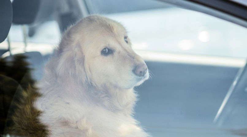 Les dangers de la chaleur pour les chiens en voiture : comprendre et agir