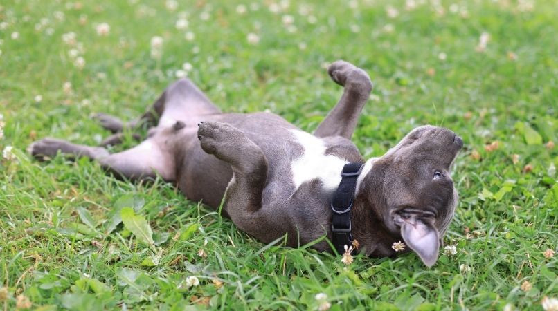 La soumission du chien : bien, pas bien ?