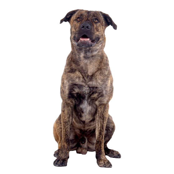 Le Cão Fila (Fila de Sao Miguel), un chien robuste en connexion avec son maître