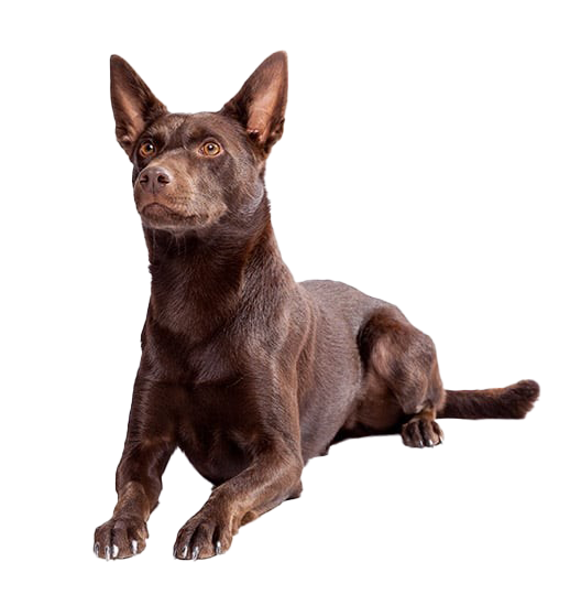 Le Kelpie, un chien de caractère actif et proche de son maître