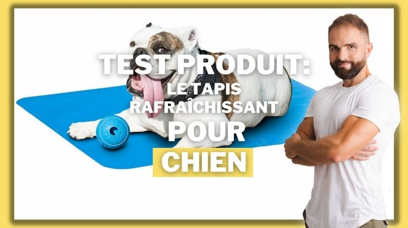 Le tapis rafraîchissant pour chien