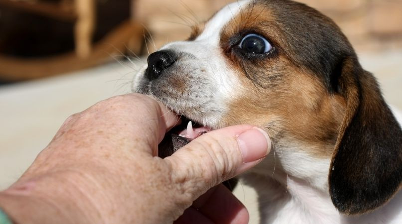 Le secret pour que votre chien arrête les mordillements