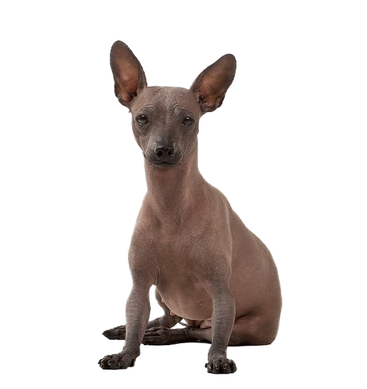 Le Chien nu du Mexique (Xoloitzcuintle), une race dynamique
