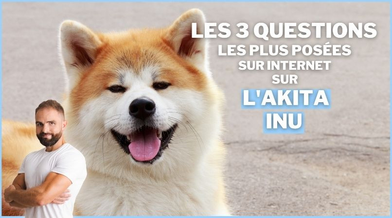 Les 3 questions les plus posées sur Internet sur l’Akita Inu
