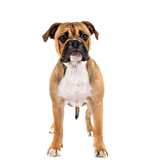 Le Bulldog Continental, un chien autonome encore peu répandu