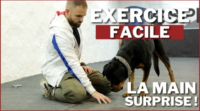 Exercice pour chien : la main surprise (comme un Kinder mais en mieux !)