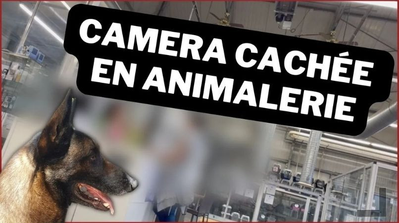 Caméra cachée en animalerie : leur avis (corsé) sur le chien Malinois