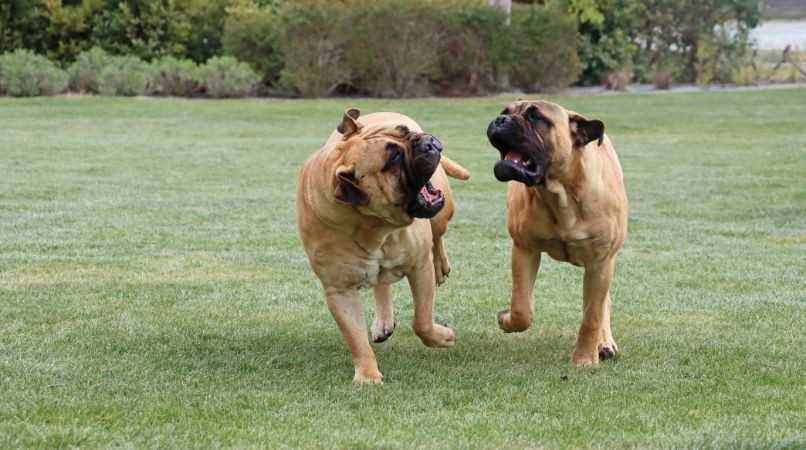 Communication entre les chiens : faut il intervenir ou pas ?