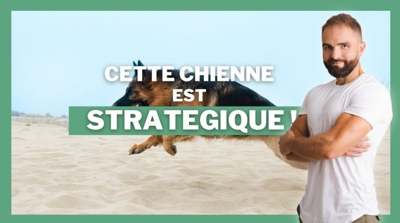 On a affaire à une chienne maligne : regardez ce qu’elle fait !