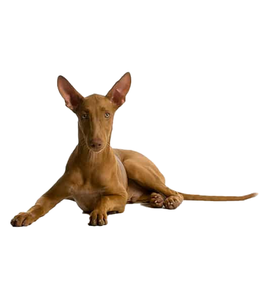 Le Chien du Pharaon, un chien actif et attentif