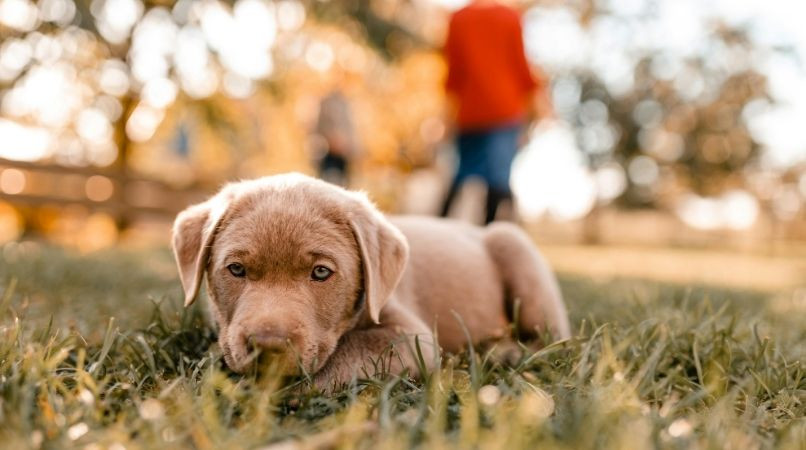 Comment éduquer un chiot de 2 mois ?