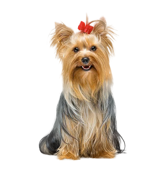 Le Yorkshire terrier, un chien de petite taille avec un caractère de grand