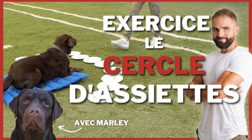 Apprendre à votre chien à contourner la nourriture pour aller au panier avec un exercice