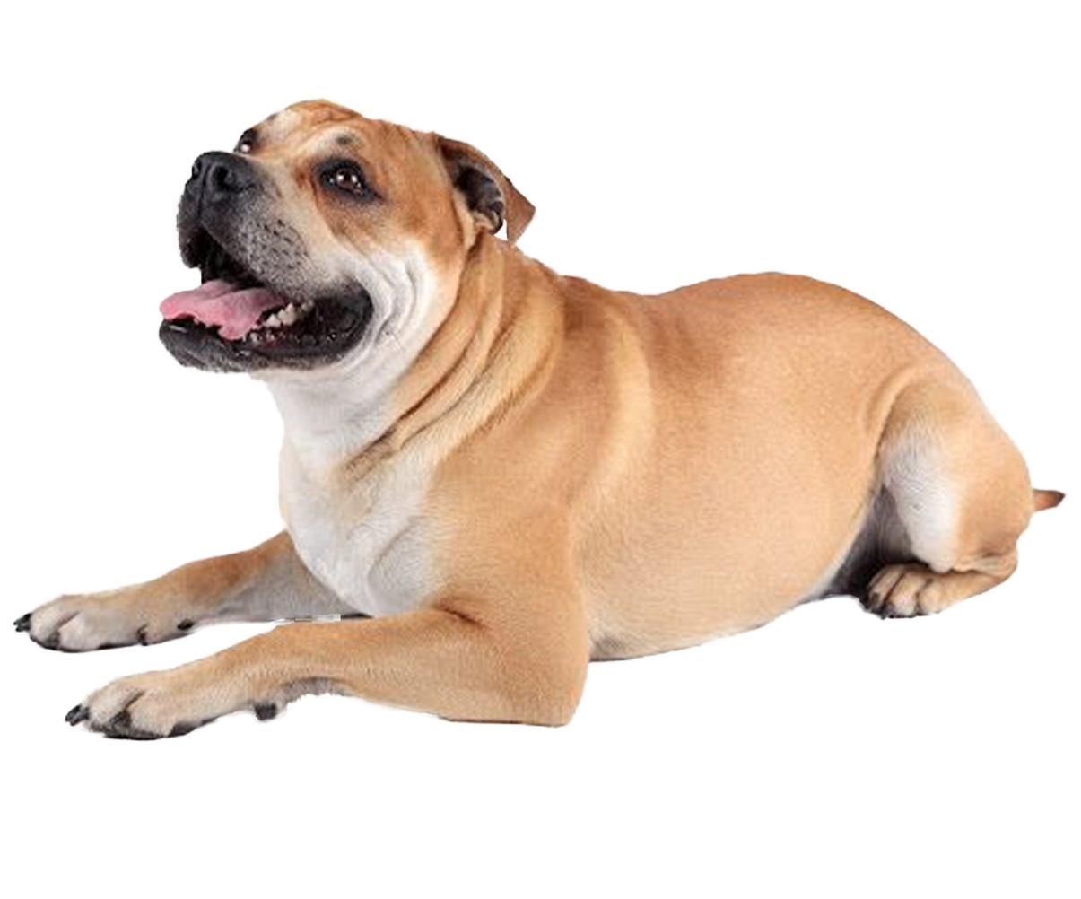 Le Dogue de Majorque, un chien affectueux au physique de molosse