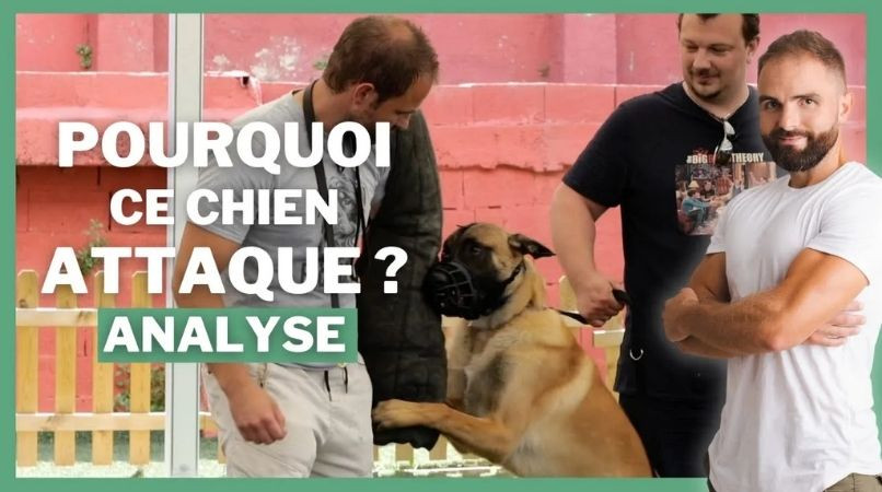 Analyse de Ryder, un chien qui attaque
