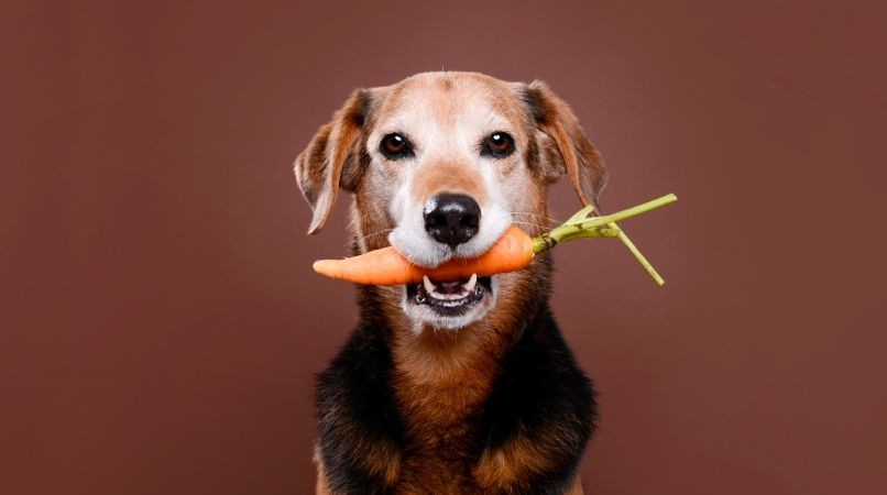 Hey les menteurs ! Arrêtez de mettre des carottes à votre chien !