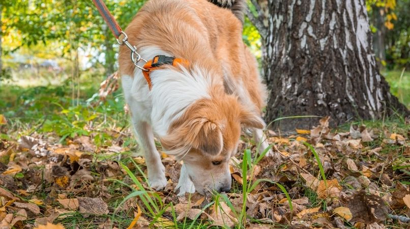 Les erreurs à éviter avec l’ordre « tu laisses ! »