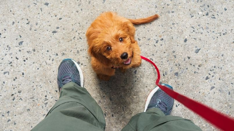 Comment apprendre à reconnaître quand votre chien s’ennuie pendant un exercice ?