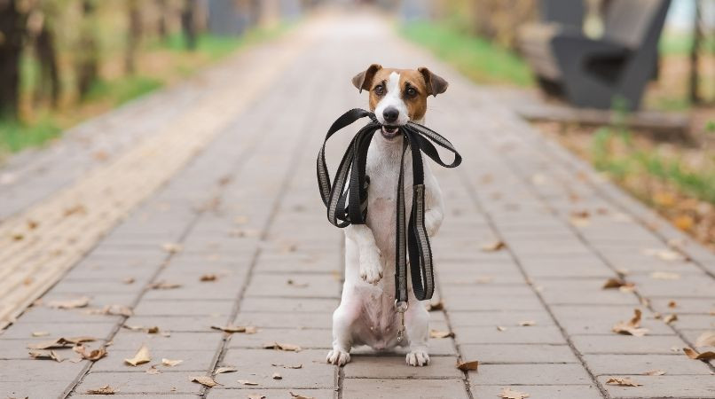 Pourquoi votre chien n’écoute qu’en longe ?