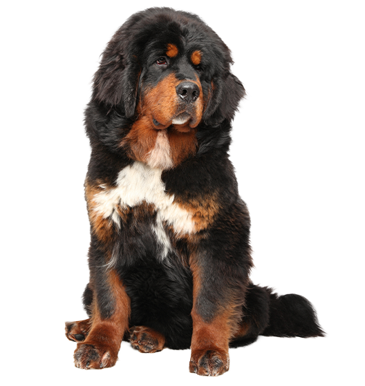 Le Dogue du Tibet, un chien de famille qui va à son propre rythme