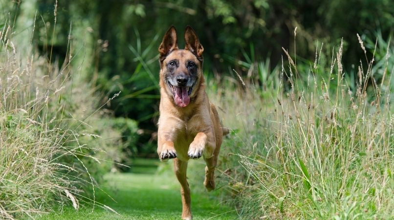 Exercice à faire pour améliorer le rappel de votre chien