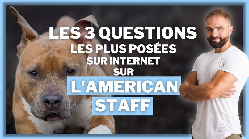 Les 3 questions les plus posées sur Internet sur l’American Staff