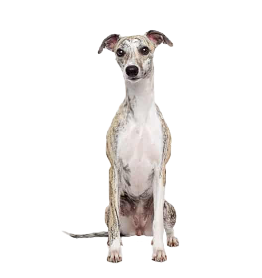 Le Whippet, un chien sportif au tempérament calme