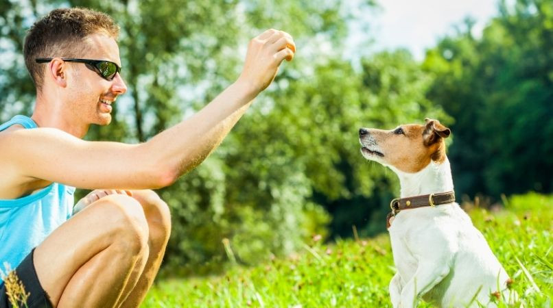 Développez la gestion des émotions de votre chien avec le refus d’appât