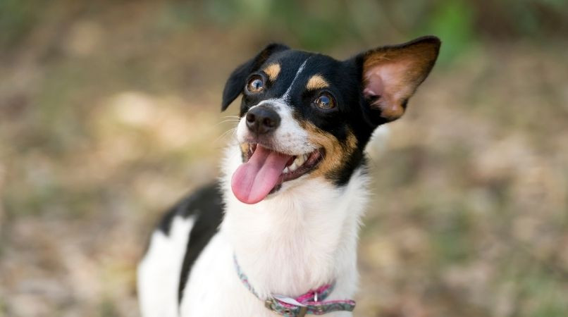 Apprendre à son chien à gérer ses émotions !