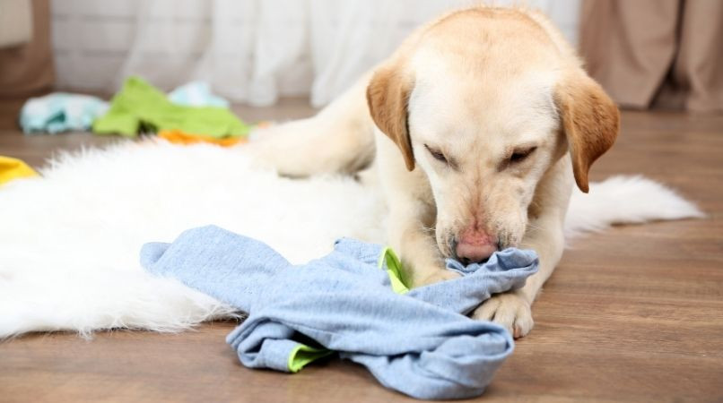 Petit exercice à faire à la maison, pour tous les chiens qui doivent se canaliser !