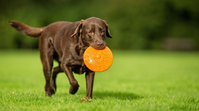 Le danger des jouets en balade !