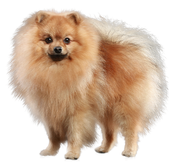 Le Spitz Allemand nain, un petit chien vif et intelligent