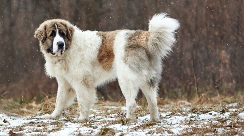 Les chiens décisionnaires