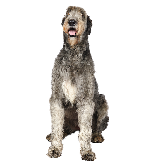 L’Irish Wolfhound (Lévrier Irlandais) : un géant avec un cœur de sensible