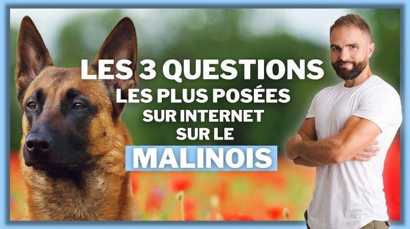 Les 3 questions les plus posées sur Internet sur le Malinois