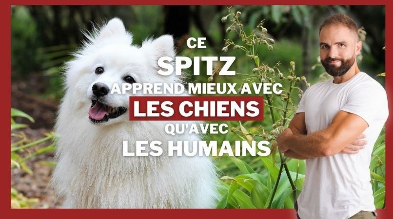 Ce spitz apprend plus vite au contact des chiens que des humains !