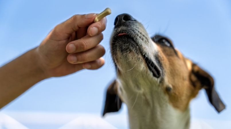 Petit exercice pour travailler la relation avec votre chien