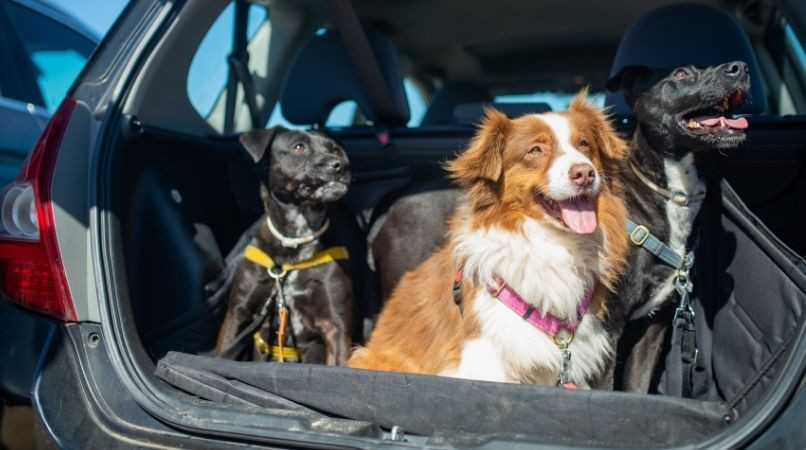 Exercices pour les chiens qui n’aiment pas (trop) la voiture