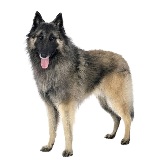 Le Berger Belge Tervueren, un chien polyvalent et sensible