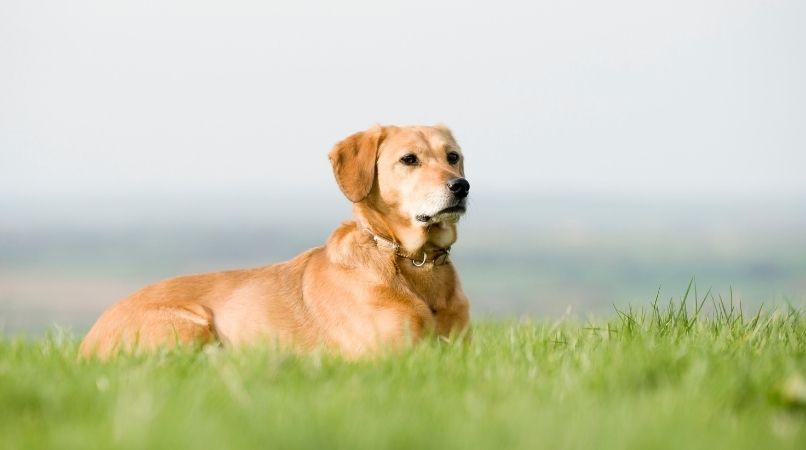 Exercice facile pour améliorer le « pas bouger » de votre chien !