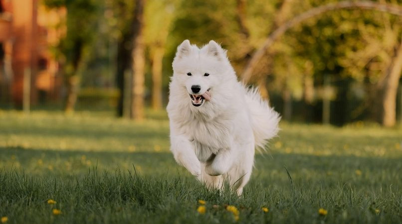 Exercice facile pour améliorer le rappel et la précision de votre chien